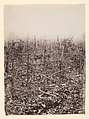 [The Wilderness Battlefield], G. O. Brown  American, Albumen silver print from glass negative