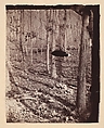 [The Wilderness Battlefield], G. O. Brown  American, Albumen silver print from glass negative