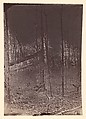 [The Wilderness Battlefield], G. O. Brown  American, Albumen silver print from glass negative