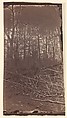 [The Wilderness Battlefield], G. O. Brown  American, Albumen silver print from glass negative