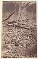[The Wilderness Battlefield, near Spotsylvania, Virginia], Unknown (American), Albumen silver print from glass negative