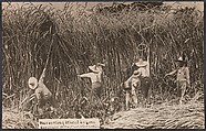 Harvesting Wheat in Iowa, William H. Martin  American, Gelatin silver print