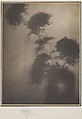 The Shadows on the Wall (Chrysanthemums), Adolf de Meyer American, born France, Platinum print