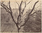 [Tree], Horatio Ross  British, born Scotland, Albumen silver print from glass negative