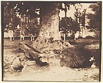[The Large Tree at La Verrerie, Romesnil], Louis-Rémy Robert  French, Salted paper print from paper negative