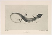 Versuche über Photographie mittelst der Röntgen'schen Strahlen, Josef Maria Eder (Austrian, Krems an der Donau, 1855–1944 Kitzbühel) and, Photogravures