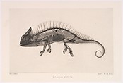 Versuche über Photographie mittelst der Röntgen'schen Strahlen, Josef Maria Eder (Austrian, Krems an der Donau, 1855–1944 Kitzbühel) and, Photogravures
