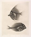 Versuche über Photographie mittelst der Röntgen'schen Strahlen, Josef Maria Eder (Austrian, Krems an der Donau, 1855–1944 Kitzbühel) and, Photogravures
