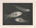 Versuche über Photographie mittelst der Röntgen'schen Strahlen, Josef Maria Eder (Austrian, Krems an der Donau, 1855–1944 Kitzbühel) and, Photogravures