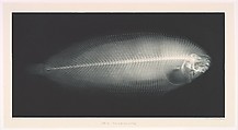 Versuche über Photographie mittelst der Röntgen'schen Strahlen, Josef Maria Eder (Austrian, Krems an der Donau, 1855–1944 Kitzbühel) and, Photogravures