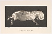 Versuche über Photographie mittelst der Röntgen'schen Strahlen, Josef Maria Eder (Austrian, Krems an der Donau, 1855–1944 Kitzbühel) and, Photogravures