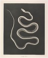 Versuche über Photographie mittelst der Röntgen'schen Strahlen, Josef Maria Eder (Austrian, Krems an der Donau, 1855–1944 Kitzbühel) and, Photogravures