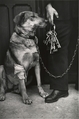 Mr. Caillot's Dog and the Keys of Notre Dame, Paris, André Kertész American, born Hungary, Gelatin silver print