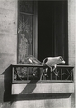 The Concierge's Dog, Paris, André Kertész American, born Hungary, Gelatin silver print