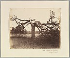 Oak Struck by Lightning, Badger, 1856., Alfred Capel Cure British, Albumen silver print from paper negative