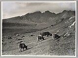 West Highland Cattle Grazing at Torrin with the Blaven Mountains in the Background, Skye, Robert Moyes Adam  British, Scottish, Gelatin silver print