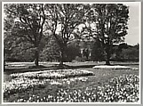 [Spring Daffodils under the Trees of Dalwyck House, Pebbleshire], Robert Moyes Adam  British, Scottish, Gelatin silver print