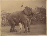 The Great Elephant Saluting, Lala Deen Dayal  Indian, Albumen silver print from glass negative
