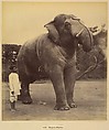 The Great Elephant, Lala Deen Dayal  Indian, Albumen silver print from glass negative