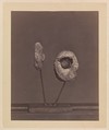 Excised Knee Joint. A Round Musket Ball in the Inner Condyle of the Right Femur [Gardiner Lewis, Company B, Nineteenth Indiana Volunteers], William H. Bell  American, born England, Albumen silver print from glass negative
