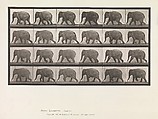 Animal Locomotion.  An Electro-Photographic Investigation of Consecutive Phases of Animal Movements.  Commenced 1872 - Completed 1885.  Volume XI, Wild Animals and Birds, Eadweard Muybridge (British and American, Kingston upon Thames 1830–1904 Kingston upon Thames), Photogravures