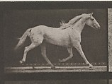 Animal Locomotion.  An Electro-Photographic Investigation of Consecutive Phases of Animal Movements.  Commenced 1872 - Completed 1885.  Volume IX, Horses, Eadweard Muybridge (British and American, Kingston upon Thames 1830–1904 Kingston upon Thames), Photogravures