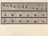 Animal Locomotion.  An Electro-Photographic Investigation of Consecutive Phases of Animal Movements.  Commenced 1872 - Completed 1885.  Volume XI, Wild Animals and Birds, Eadweard Muybridge (British and American, Kingston upon Thames 1830–1904 Kingston upon Thames), Photogravures
