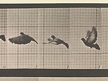 Animal Locomotion.  An Electro-Photographic Investigation of Consecutive Phases of Animal Movements.  Commenced 1872 - Completed 1885.  Volume XI, Wild Animals and Birds, Eadweard Muybridge (British and American, Kingston upon Thames 1830–1904 Kingston upon Thames), Photogravures