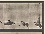 Animal Locomotion.  An Electro-Photographic Investigation of Consecutive Phases of Animal Movements.  Commenced 1872 - Completed 1885.  Volume XI, Wild Animals and Birds, Eadweard Muybridge (British and American, Kingston upon Thames 1830–1904 Kingston upon Thames), Photogravures
