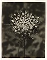 [Queen Anne's Lace], Richard Pousette-Dart  American, Gelatin silver print