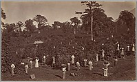 Coffee Harvesting, Las Nubes-Guatemala, Eadweard Muybridge British and American, Albumen silver print from glass negative