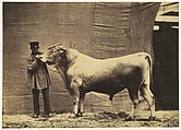 [Bull from Glane, Canton of Fribourg], Adrien Tournachon  French, Salted paper print from glass negative