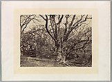 Pepperharrow Park, Surrey, Benjamin Brecknell Turner  British, Albumen silver print from paper negative