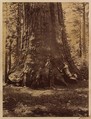 Section of the Grizzly Giant with Galen Clark, Mariposa Grove, Yosemite, Carleton E. Watkins  American, Albumen silver print from glass negative