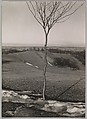 The Sapling, Albert Renger-Patzsch German, Gelatin silver print