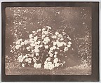A Bush of Hydrangea in Flower, William Henry Fox Talbot  British, Salted paper print from paper negative