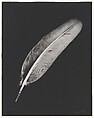 Plume, Man Ray American, Gelatin silver print