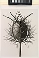 Nigella Damascena Spinnenkopf, Karl Blossfeldt German, Gelatin silver print