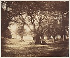 Hollow Oak Tree, Fontainebleau, Gustave Le Gray French, Albumen silver print from glass negative