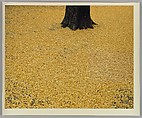 [Tree with Yellow Leaves], Yoho Tsuda  Japanese, Chromogenic print