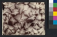 [Frost], Wilson Alwyn Bentley  American, Gelatin silver print