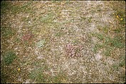 [366 Views of British Golf Courses Including Pinehurst, St. Andrews, Scotland (1956), and Hartsbourne, England (1954) for Sports Illustrated Article, "St. Andrews," July 1, 1957], Walker Evans (American, St. Louis, Missouri 1903–1975 New Haven, Connecticut), Color film transparency