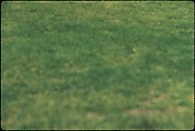 [366 Views of British Golf Courses Including Pinehurst, St. Andrews, Scotland (1956), and Hartsbourne, England (1954) for Sports Illustrated Article, "St. Andrews," July 1, 1957], Walker Evans (American, St. Louis, Missouri 1903–1975 New Haven, Connecticut), Color film transparency