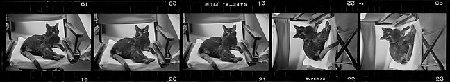 [2 Portraits of Jane Smith Evans Painting and 16 Portraits of a Cat, Possibly "The Boss"], Walker Evans (American, St. Louis, Missouri 1903–1975 New Haven, Connecticut), Film negative