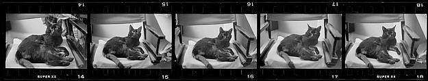 [2 Portraits of Jane Smith Evans Painting and 16 Portraits of a Cat, Possibly "The Boss"], Walker Evans (American, St. Louis, Missouri 1903–1975 New Haven, Connecticut), Film negative
