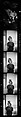 [171 Portraits of Penelope Andrews, Portraits of Walker Evans, Landscapes, and Architectural Views in Florida], Walker Evans (American, St. Louis, Missouri 1903–1975 New Haven, Connecticut), Film negative
