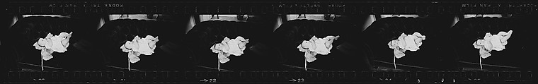 [72 Portraits of Caroline Blackwood and Baby], Walker Evans (American, St. Louis, Missouri 1903–1975 New Haven, Connecticut), Film negative