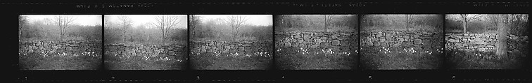 [52 Architectural Details and Views of Sheep, Possibly England], Walker Evans (American, St. Louis, Missouri 1903–1975 New Haven, Connecticut), Film negative