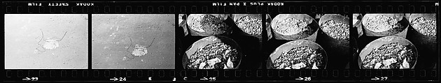 [70 Views of Street Debris, New York City], Walker Evans (American, St. Louis, Missouri 1903–1975 New Haven, Connecticut), Film negative
