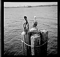 [125 Views of West Coast of Florida, Including: Women on Benches in Sarasota, Mangroves, Pelicans, Shuffleboard Players, Men on Street in Tampa, Sponge Diving Wharves at Tarpon Springs, Coastal Residences, Fishermen, and Miscellaneous Street Scenes], Walker Evans (American, St. Louis, Missouri 1903–1975 New Haven, Connecticut), Film negative